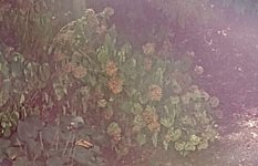 IMG_20220903_151717145_MP~2.jpg IMG_20220903_151717145_MP~2.jpg