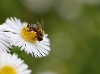 bee-7478585.jpg