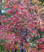 Screenshot_20221029-201206-895.png Screenshot_20221029-201206-895.png