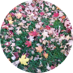 Screenshot_20221029-201000-240.png Screenshot_20221029-201000-240.png