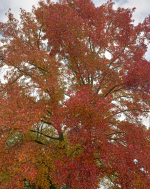 Screenshot_20221104-050335-973.png Screenshot_20221104-050335-973.png