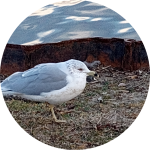 Screenshot_20230211-094811-939.png Screenshot_20230211-094811-939.png