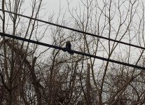 IMG_20230216_082214465~3.jpg IMG_20230216_082214465~3.jpg