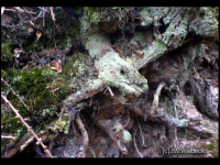 grafik.png grafik.png