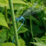 Weitwinkel 6.23 Libelle 010a.jpg Weitwinkel 6.23 Libelle 010a.jpg