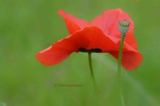 DSC_0987 - Kopie (2).jpg DSC_0987 - Kopie (2).jpg