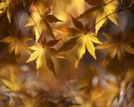 dry-leaves-4968705_1280.jpg