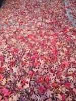 IMG_20231022_074937417.jpg IMG_20231022_074937417.jpg