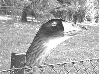 Die Weihnachtsgans_00_01.jpg Die Weihnachtsgans_00_01.jpg