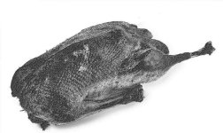 Die Weihnachtsgans_04a.jpg Die Weihnachtsgans_04a.jpg