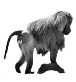 Besuch im Zoo_010a_Pavian.jpg Besuch im Zoo_010a_Pavian.jpg