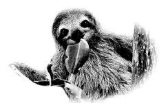 Besuch im Zoo_002_Faultier.jpg Besuch im Zoo_002_Faultier.jpg