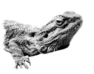 Besuch im Zoo_003_Komodowaran.jpg Besuch im Zoo_003_Komodowaran.jpg