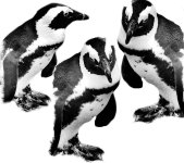 Besuch im Zoo_004_Pinguin.jpg Besuch im Zoo_004_Pinguin.jpg