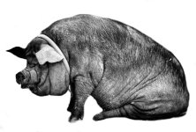 Besuch im Zoo_007_Hängebauchschwein.jpg Besuch im Zoo_007_Hängebauchschwein.jpg