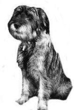 Kreuzfahrt_Schnauzer_01.jpg