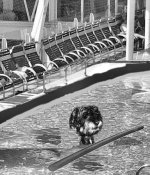 Kreuzfahrt_Pool.jpg Kreuzfahrt_Pool.jpg