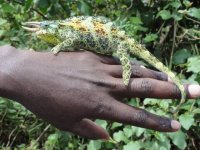 Dreihornchamäleon 6.jpg Dreihornchamäleon 6.jpg