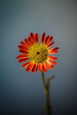 flowers-5841251_1280.jpg flowers-5841251_1280.jpg