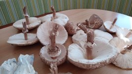 IMG-20241007-WA0000.jpg IMG-20241007-WA0000.jpg