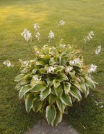 IMG_20240704_071432924~2.jpg IMG_20240704_071432924~2.jpg