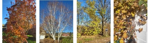 BackgroundEraser_20241103_092600970.jpg BackgroundEraser_20241103_092600970.jpg