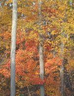 IMG_20231111_084203703~2.jpg IMG_20231111_084203703~2.jpg