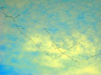 Kraniche.jpg Kraniche.jpg