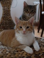 Findus und Sternchen 1.jpg