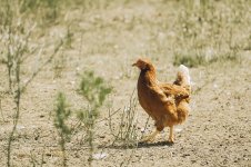 chicken-9664062_1280[1].jpg
