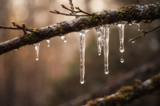Schmelzende Eiszapfen im Frühling