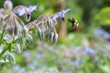Schönste Insektenfotos.JPG
