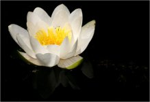 Ein weißer Lotus ruht im stillen Wasser, Licht und Spiegelung halten einen Moment der Nähe.