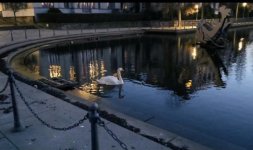 Schwan bei Nacht.jpg